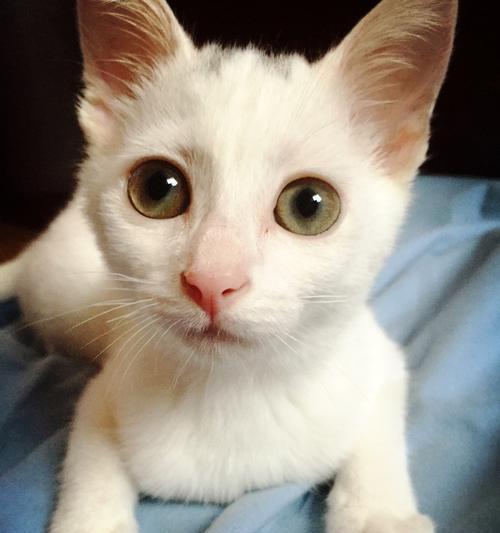 自信小猫苹果手机怎么下载？下载过程中遇到问题怎么办？