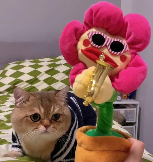 自信小猫苹果手机怎么下载？下载过程中遇到问题怎么办？