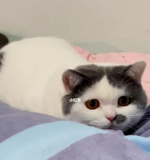 自信小猫苹果手机怎么下载？下载过程中遇到问题怎么办？